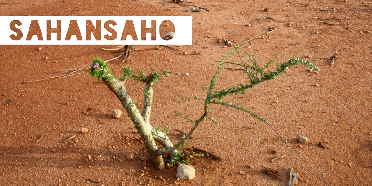 A tree branch with little green leaves planted into the ground